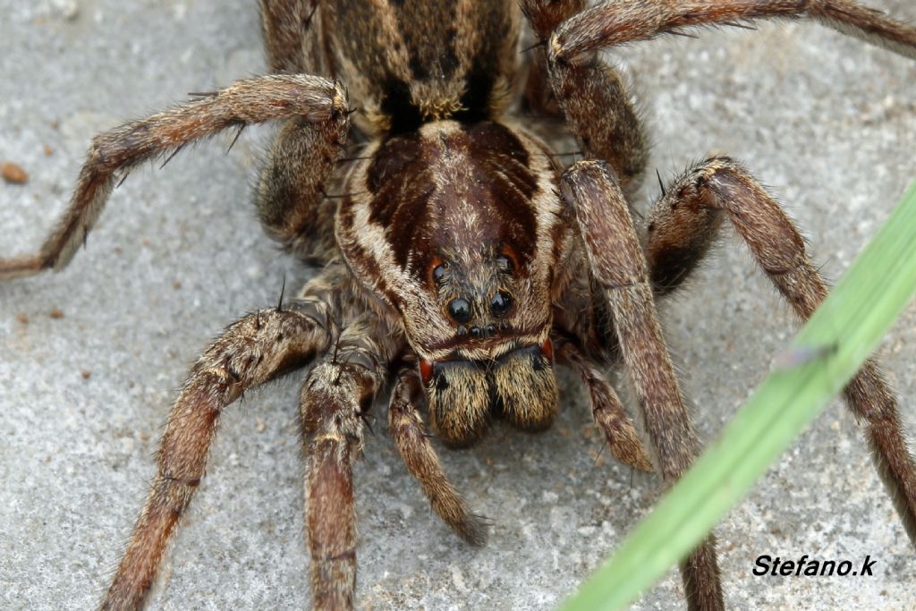 Hogna radiata - Padriciano (TS)